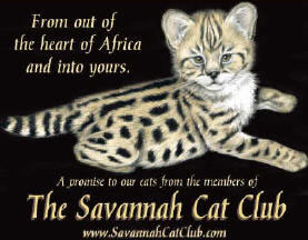 savannahcatclub